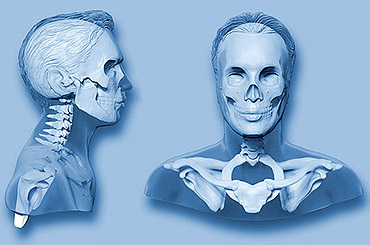 ilustracin cuerpo humano